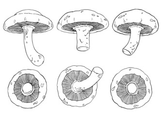 Shiitake mushrooms illustration. Set of 6 hand drawn mushrooms. Black and white detailed outline drawing. Vector illustration.