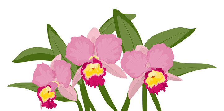 pink orchids with green leaves on white clip art preview