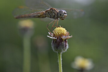 dragonfly on a flower