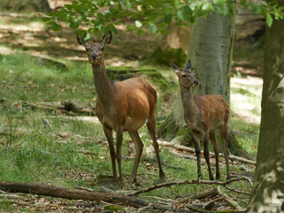 Red deer (Cervus elaphus)