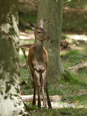 Red deer (Cervus elaphus)