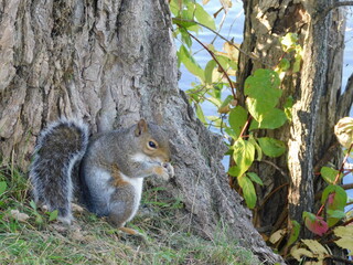 Un écureuil mignon cherche de la nourriture dans la faune
A cute squirrel looking for food in the wildlife