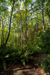Sunlight through forest in summer at teddy bear cove chuckanut mountain trails Washington