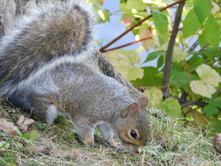 Un écureuil mignon cherche de la nourriture dans la faune
A cute squirrel looking for food in the wildlife
