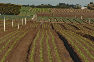 Fototapeta na wymiar Farming in Victoria Australia- crops growing in regional fields