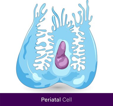 vector of human parietal cell,  oxyntic cell  are the epithelial cells that secrete hydrochloric acid 