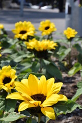 yellow flowers in the garden