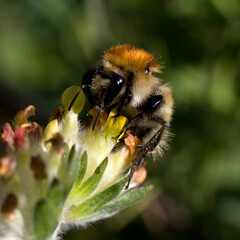 bee on a flower