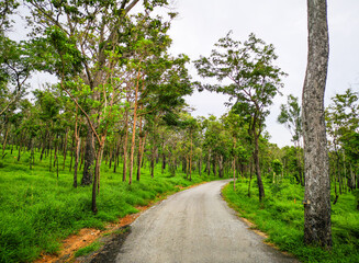 Fototapeta premium A complete rainforest road for nature walks.