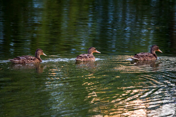 Three wild ducks swim along the river one after another
