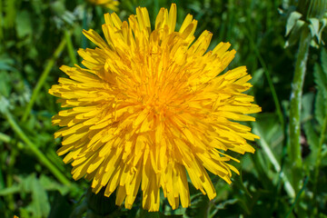 yellow dandelion flower