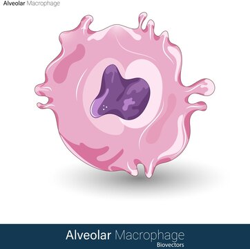 Vector Of Structure Of Human Alveolar Macrophage Involved In The Defense Mechanism Of Lungs