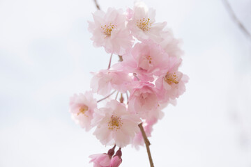 枝垂れ桜