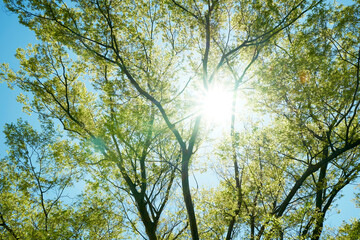 新緑の木々と青空