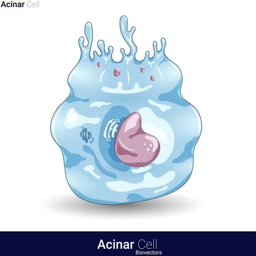 vector of the structure of human Acinar cells of acinar glands 