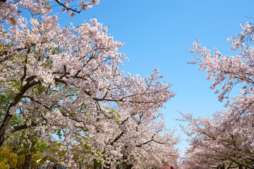 桜と青空