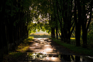 Shady maple alley on a sunny summer day
