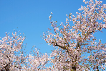 桜と青空