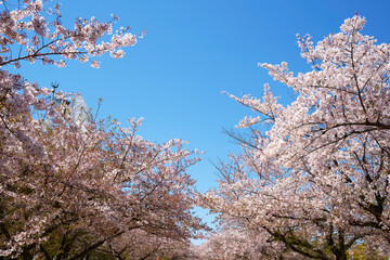 桜と青空