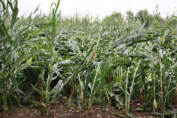 Green Corn field damaged by bad weather on summer. Storm on corn field 