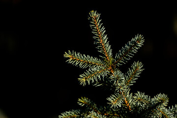 Fototapeta na wymiar Close-up of green branches of coniferous tree on black background