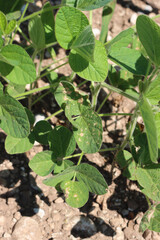 Soybean fiedl with green plants damaged by hailstorm on summer. Halstones on soybean plants