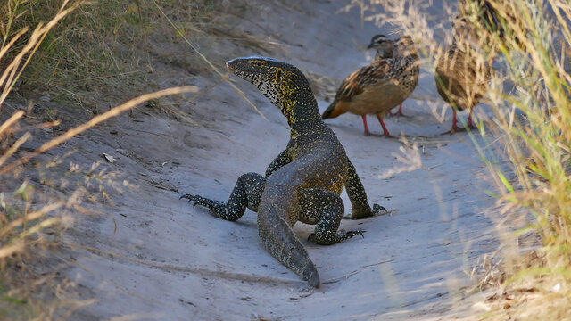 Yellow dotted nile monitor (varanus niloticus) creeping in a hollow with crested francolin birds (dendroperdix sephaena) in the background in Bwabwata National Park, Caprivi Strip, Namibia, Africa.