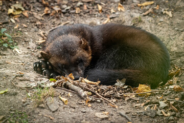Wolverine sleeping in the forest