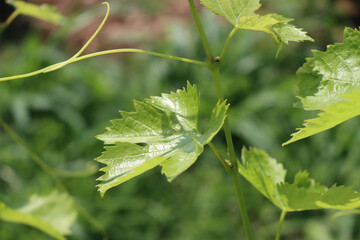 Close-up of Vine plants growing in the vineyard in the northern Italy countryside on a sunny day. Vitis vinifera cultivation 