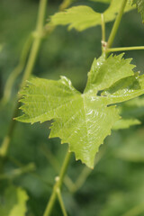 Close-up of Vine plants growing in the vineyard in the northern Italy countryside on a sunny day. Vitis vinifera cultivation 