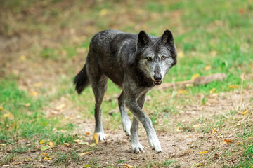 Black wolf in the forest © AB Photography