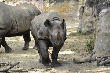 Obraz premium クロサイ