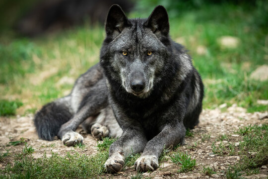 Black wolf in the forest