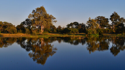 Obraz premium Waterhole with trees and sky reflected in the water and a single yellow-billed stork drying its plumage at the bank in the evening sun in Bwabwata National Park, Caprivi Strip, Namibia, Africa.
