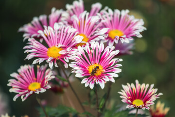 Fototapeta premium Background of pink chrysanthemums with a copy of the space. Beautiful bright chrysanthemums bloom in autumn in the garden.