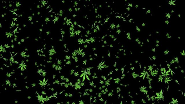 Marijuana Leaf Loop Background. Realistic 3D Alpha channel loop Animation. 3D Cannabis Marijuana Pot Ganja Leaves. recreational drugs, Marijuana, weed, herb, leaf, ganja, sativa, joints