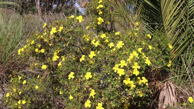Yellow Buttercup Shrub, wildflowers growing Perth, Western Australia