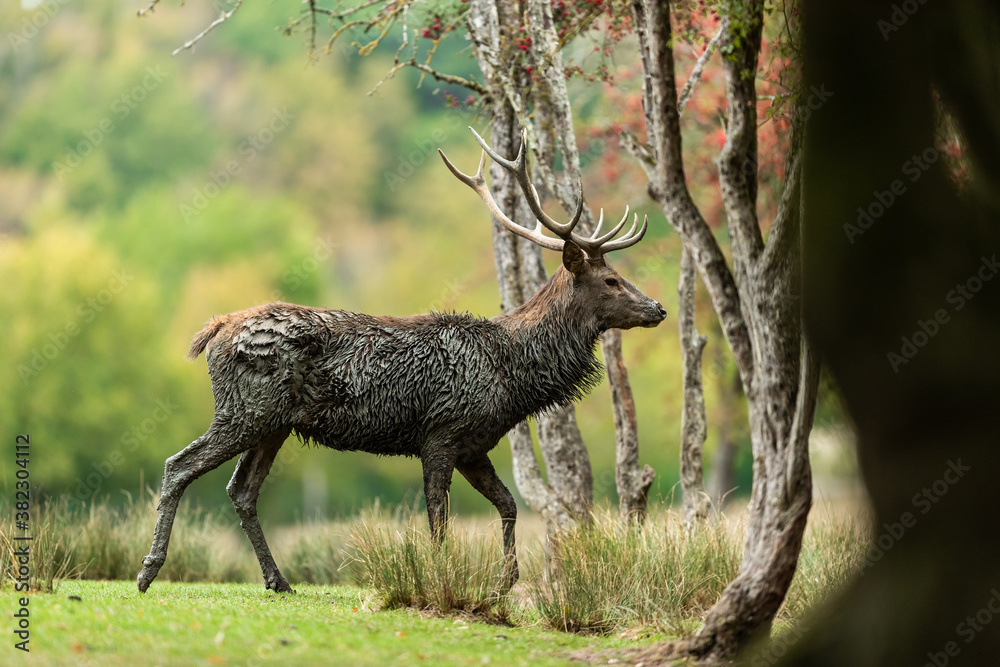 Wall mural Red Deer in the forest during the rut season