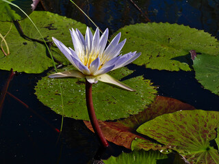 Closeup view of white blooming water lily (nymphaeaceae) with round green leaves floating on the...