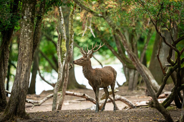 Red Deer in the forest during the rut season
