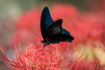 Fototapeta premium 黒い羽に青い色が混じる美しいツートンのクロアゲハ蝶が曼殊沙華の花に飛んできました