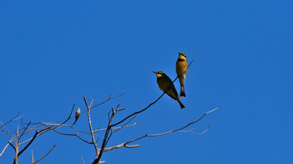 Two little bee-eater birds (merops pusillus) with yellow plumage sitting on a branche of a dead tree at the bank of Kwando River in Bwabwata National Park, Caprivi Strip, Namibia, Africa.