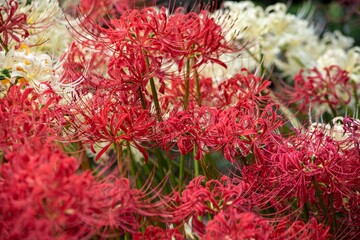 赤いヒガンバナ、白いヒガンバナが並んで咲く紅白の花壇でクローズアップ