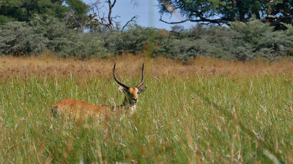 Single lechwe antelope (kobus leche, red lechwe, southern lechwe) hiding in the high grass near Kwando River, Bwabwata National Park, Caprivi Strip, Namibia, Africa.