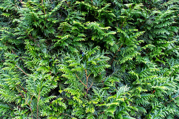 Green wall of thuja close-up as a beautiful background for postcards for Christmas and New Year