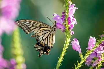 キアゲハも蜜が甘くて美味しいハナトラノオの花が大好き
