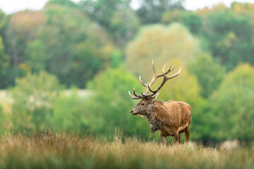 Red Deer in the forest during the rut season