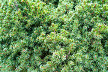 Dwarf spruce branches close-up as a beautiful green background for postcards for Christmas and New Year