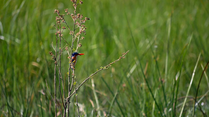 Cute tiny malachite kingfisher (corythornis cristatus) with blue, orange, white plumage and red beak sitting on a branch with grass in background at Kwando River,BwabwataNational Park,Namibia, Africa.