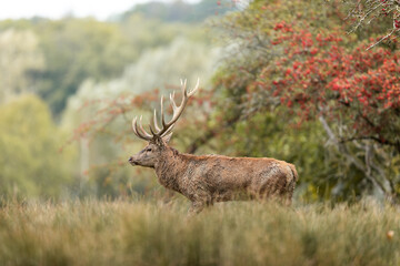 Red Deer in the forest during the rut season